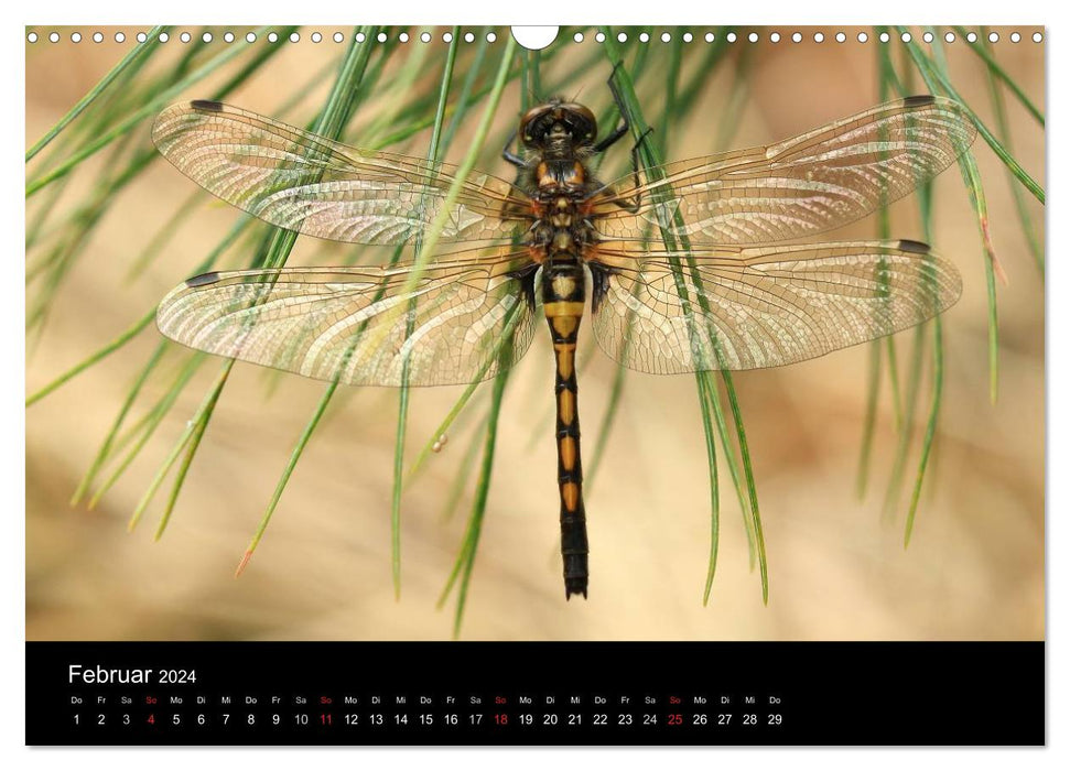 Dragonflies - Our most beautiful insects (CALVENDO wall calendar 2024) 