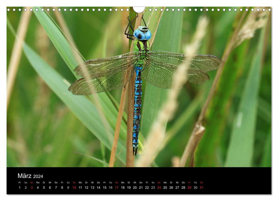 Dragonflies - Our most beautiful insects (CALVENDO wall calendar 2024) 