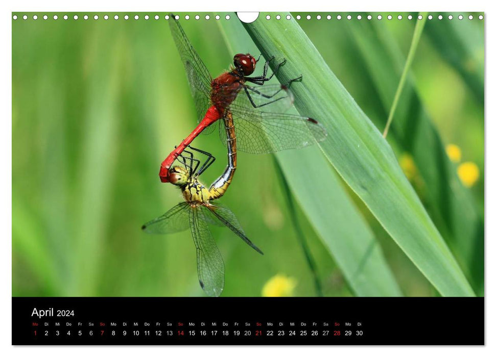 Libellules - Nos plus beaux insectes (Calendrier mural CALVENDO 2024) 