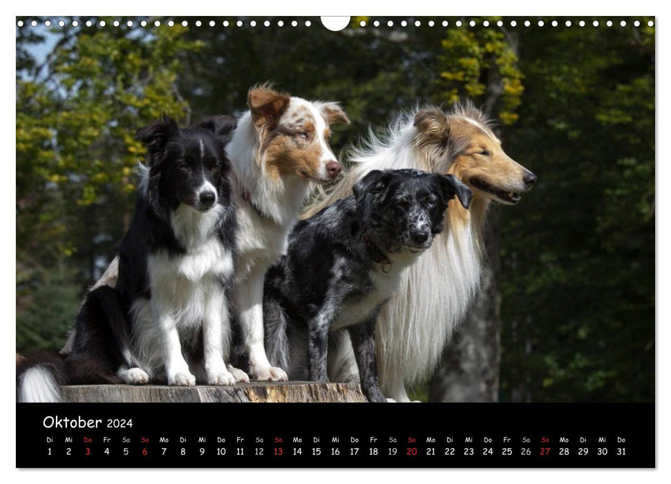 Chiens - amis pour la vie (Calendrier mural CALVENDO 2024) 