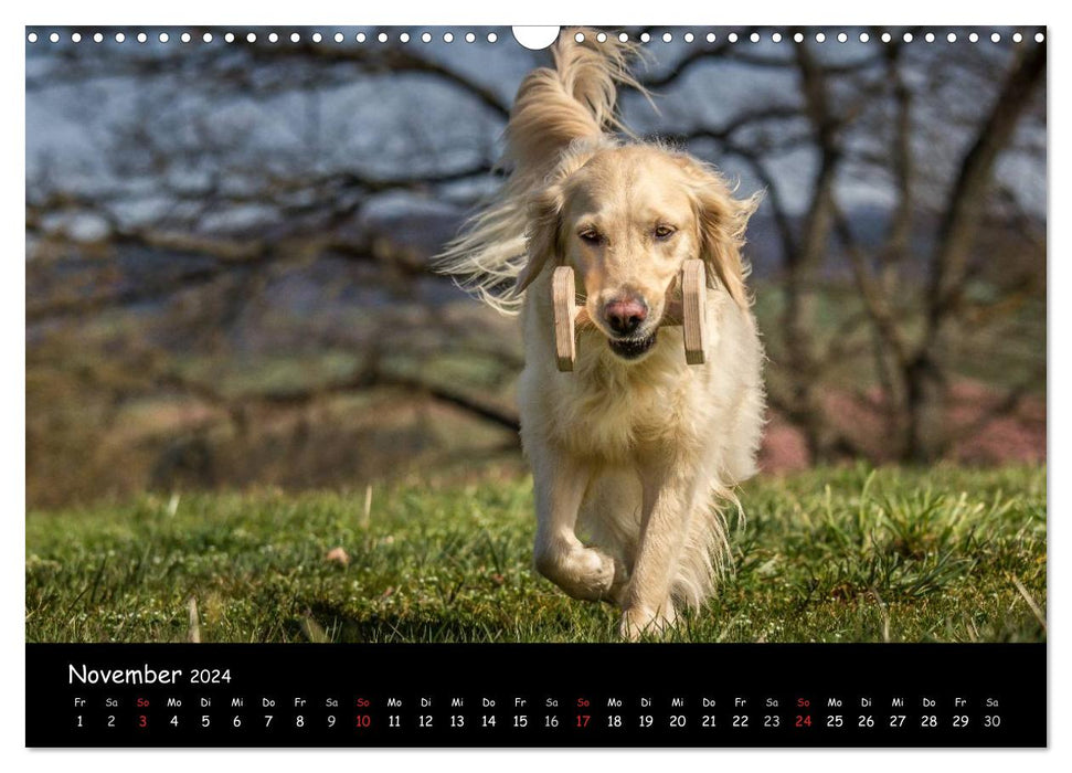 Chiens - amis pour la vie (Calendrier mural CALVENDO 2024) 