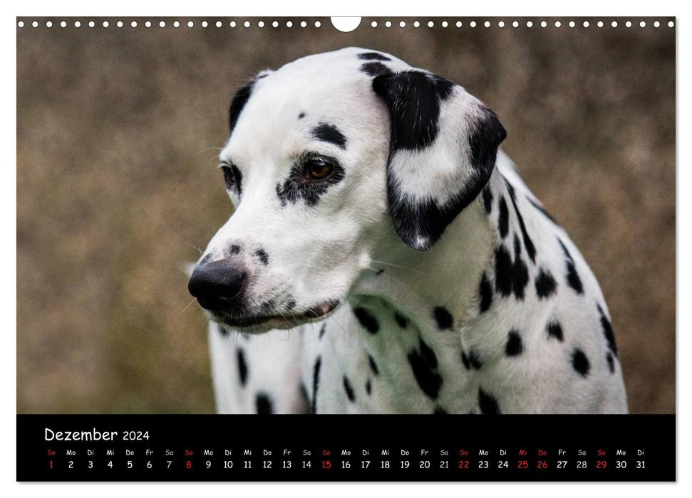 Hunde - Freunde für's Leben (CALVENDO Wandkalender 2024)