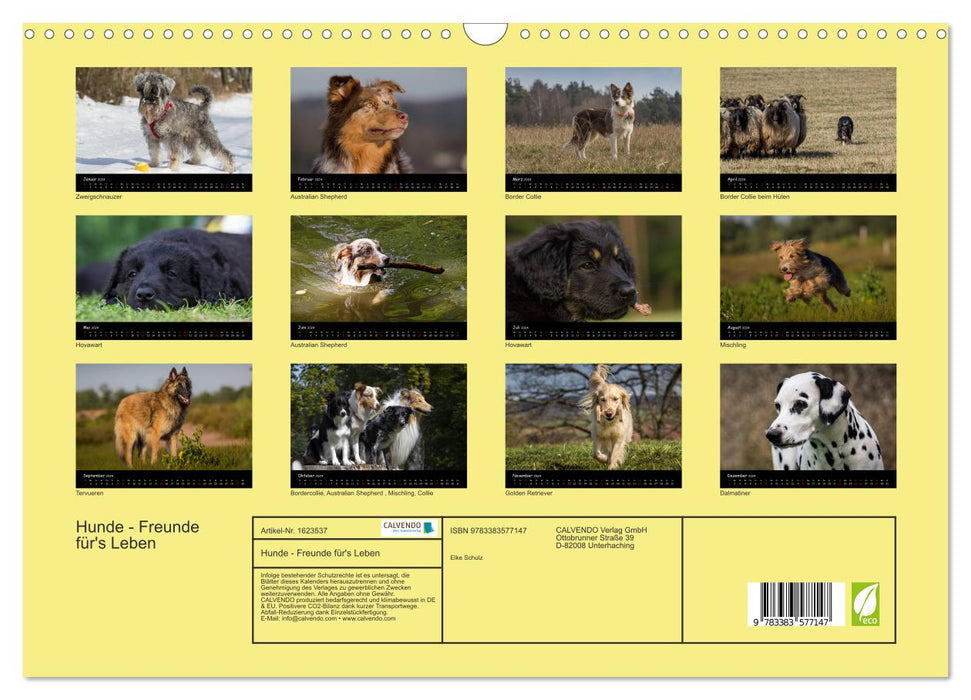 Dogs - friends for life (CALVENDO wall calendar 2024) 