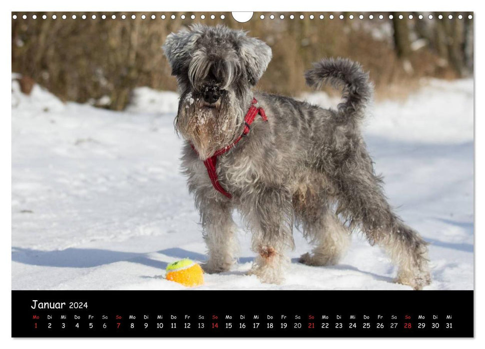 Dogs - friends for life (CALVENDO wall calendar 2024) 