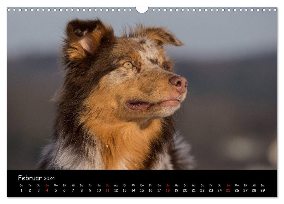 Dogs - friends for life (CALVENDO wall calendar 2024) 