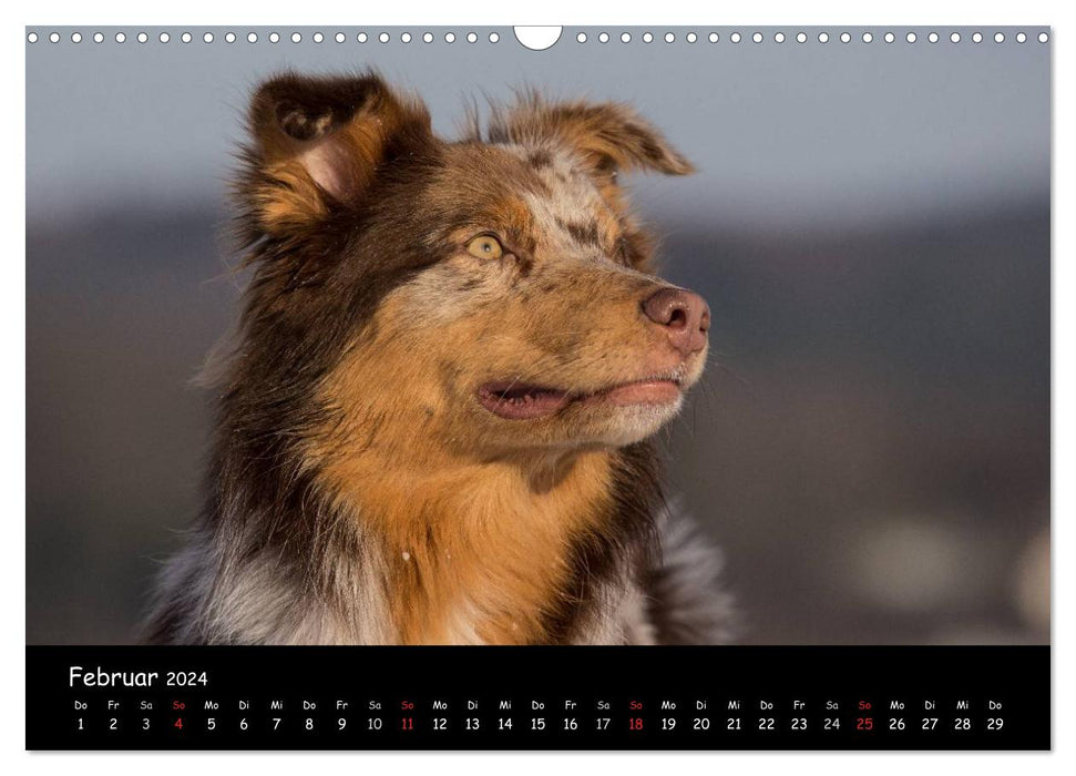 Chiens - amis pour la vie (Calendrier mural CALVENDO 2024) 