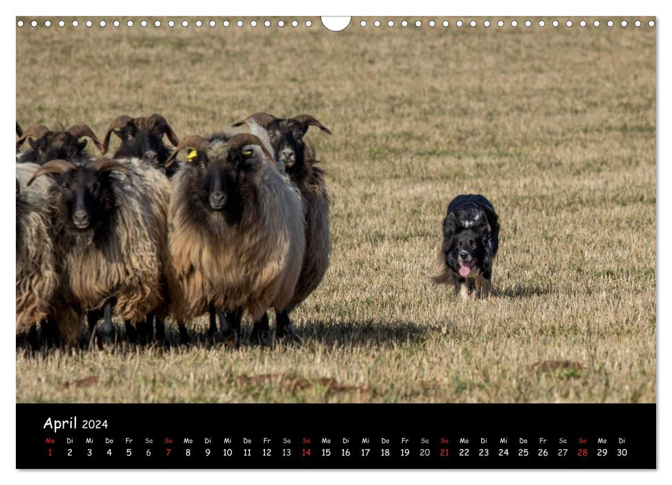 Chiens - amis pour la vie (Calendrier mural CALVENDO 2024) 