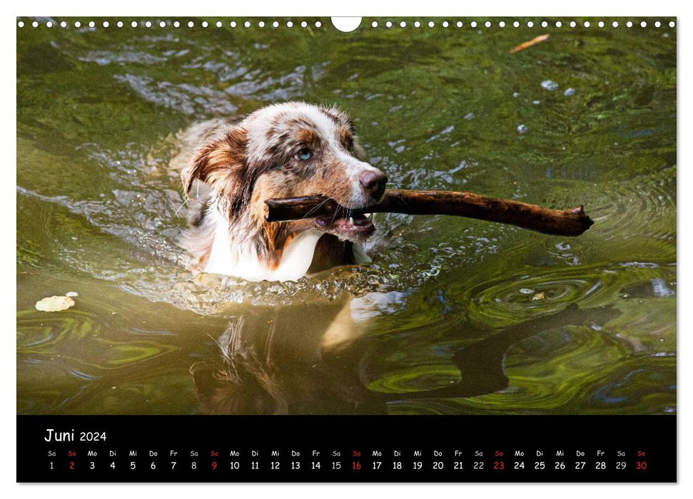 Chiens - amis pour la vie (Calendrier mural CALVENDO 2024) 