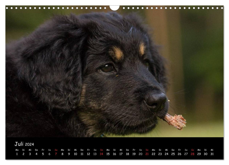 Hunde - Freunde für's Leben (CALVENDO Wandkalender 2024)