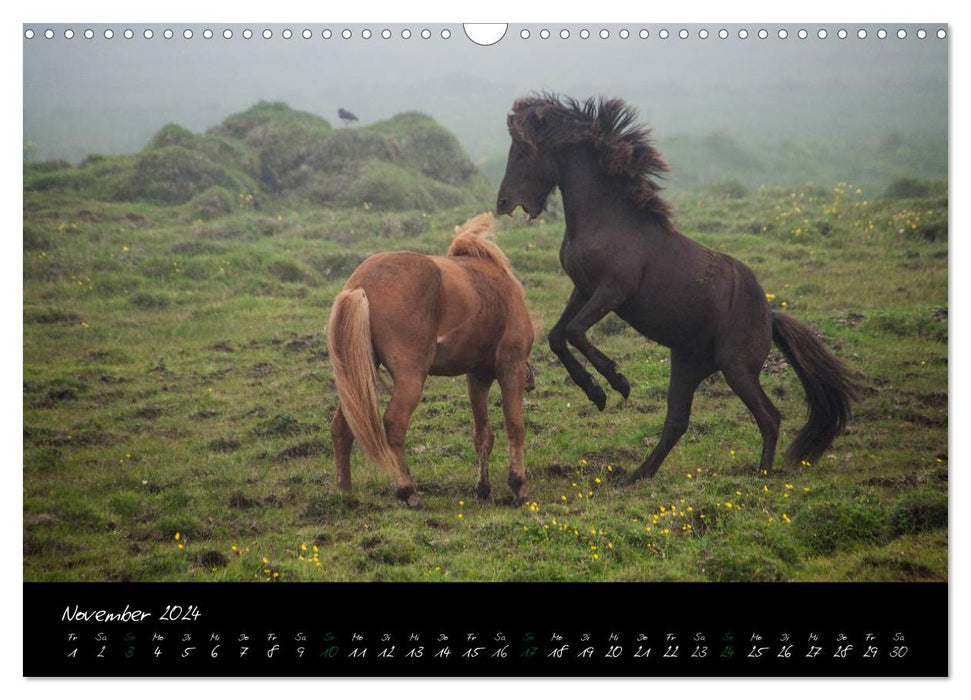 Character heads Icelandic horses (CALVENDO wall calendar 2024) 