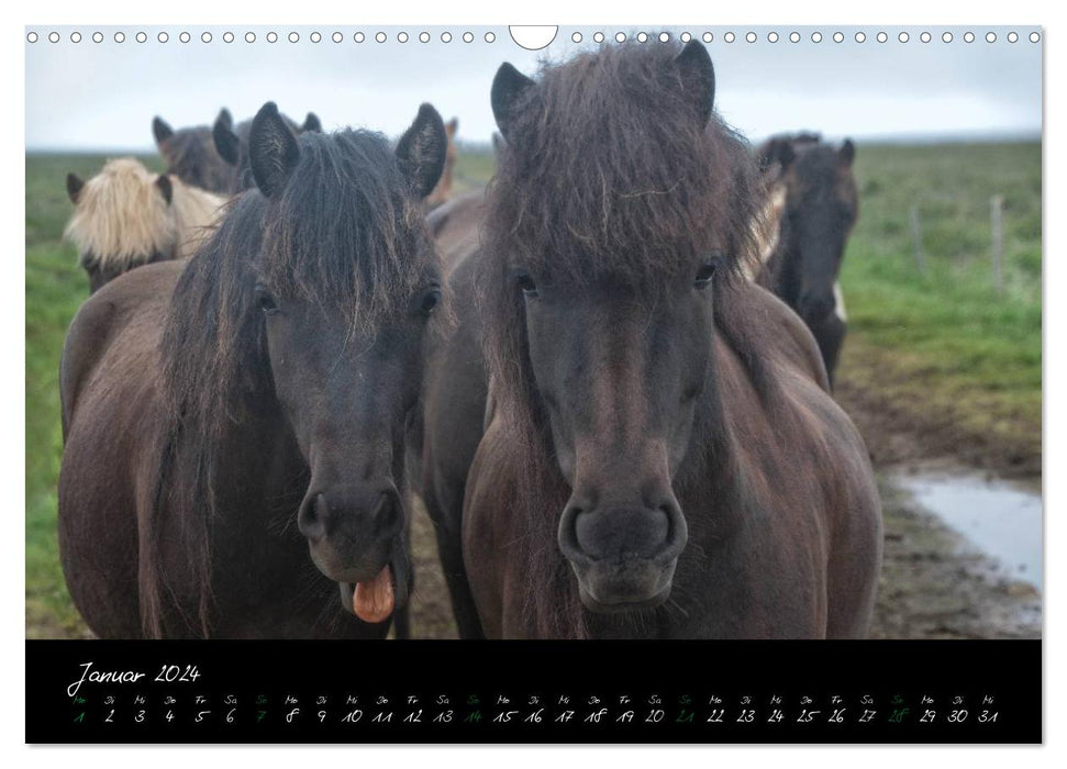 Character heads Icelandic horses (CALVENDO wall calendar 2024) 