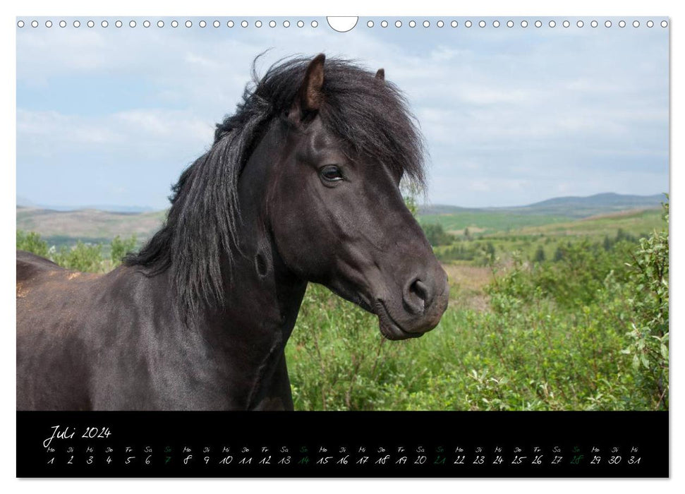 Character heads Icelandic horses (CALVENDO wall calendar 2024) 