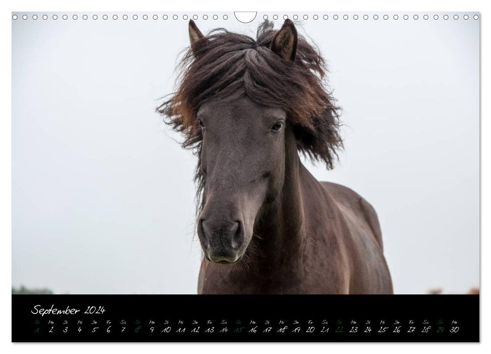 Charakterköpfe Islandpferde (CALVENDO Wandkalender 2024)