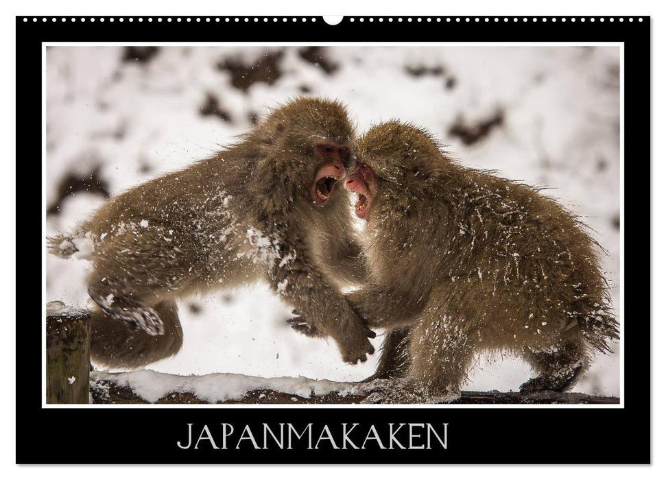 Japanmakaken (CALVENDO Wandkalender 2024)