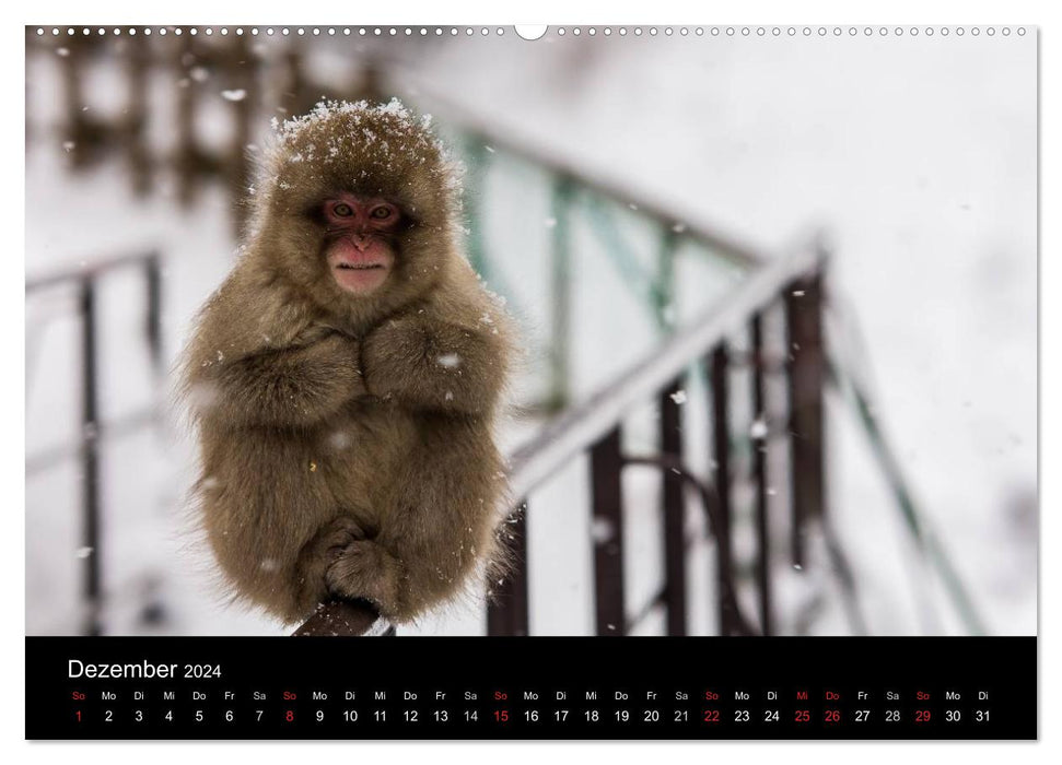 Macaques japonais (calendrier mural CALVENDO 2024) 