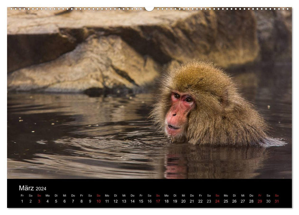 Macaques japonais (calendrier mural CALVENDO 2024) 