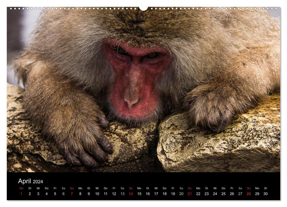 Macaques japonais (calendrier mural CALVENDO 2024) 