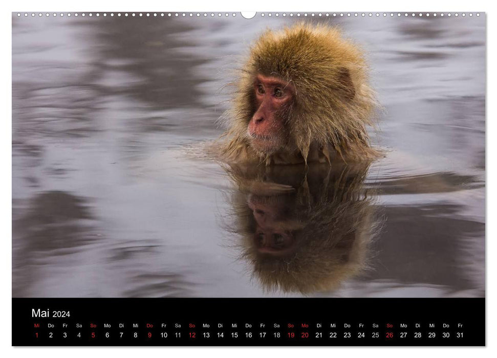 Japanese macaques (CALVENDO wall calendar 2024) 