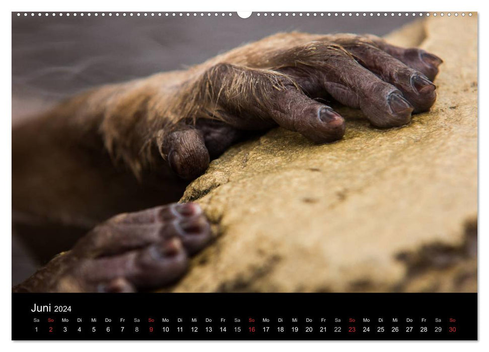 Macaques japonais (calendrier mural CALVENDO 2024) 