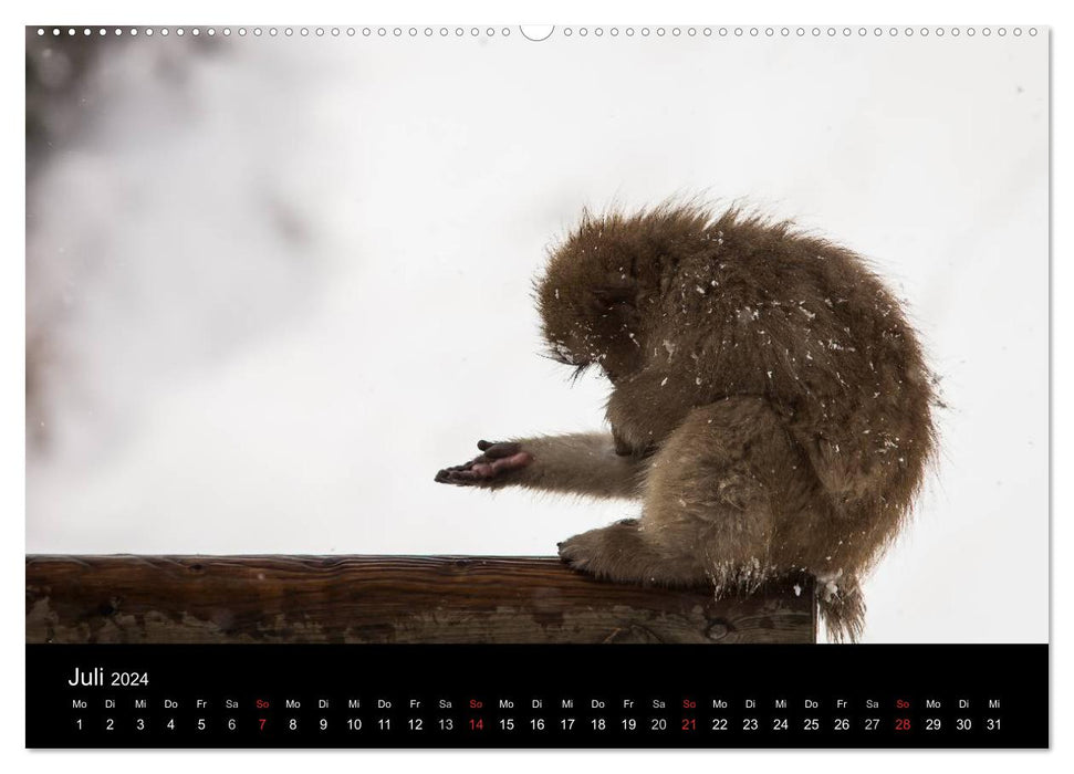 Macaques japonais (calendrier mural CALVENDO 2024) 