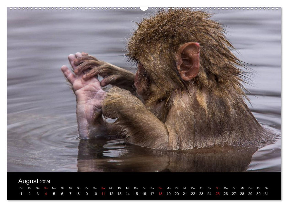 Macaques japonais (calendrier mural CALVENDO 2024) 