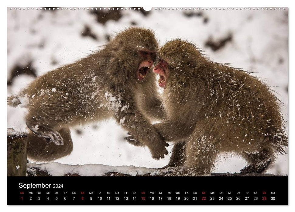 Macaques japonais (calendrier mural CALVENDO 2024) 