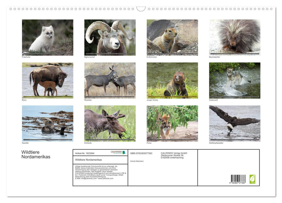Wild animals of North America (CALVENDO wall calendar 2024) 