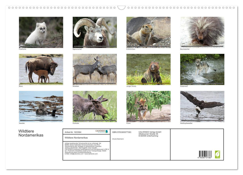 Wildtiere Nordamerikas (CALVENDO Wandkalender 2024)