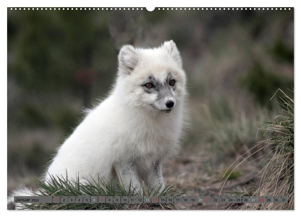 Wildtiere Nordamerikas (CALVENDO Wandkalender 2024)