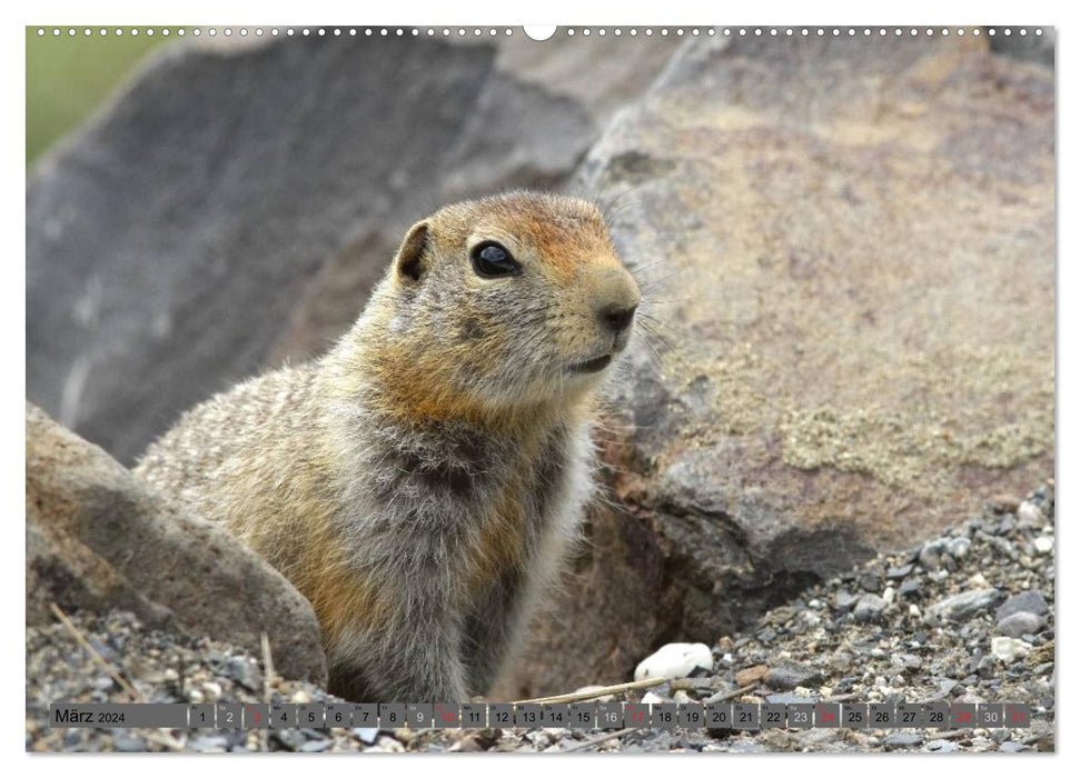 Animaux sauvages d'Amérique du Nord (Calendrier mural CALVENDO 2024) 