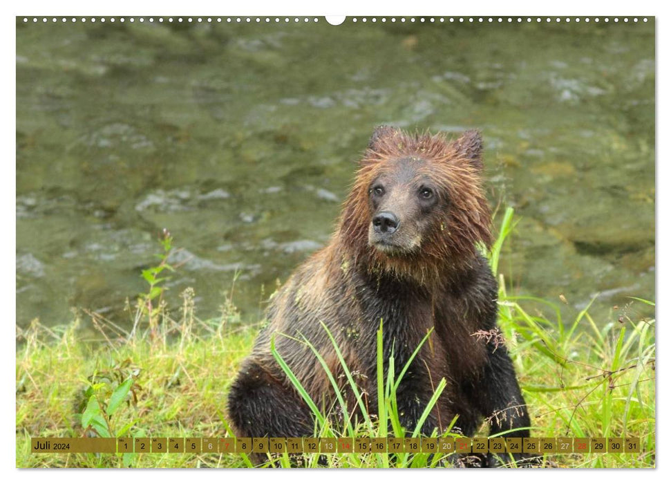 Wild animals of North America (CALVENDO wall calendar 2024) 