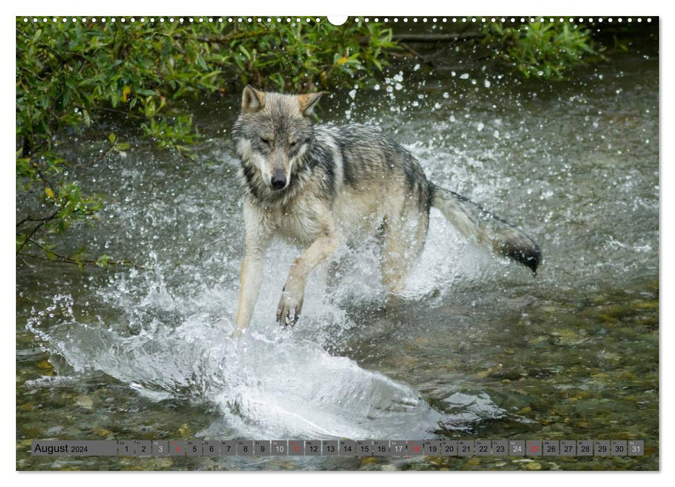 Wildtiere Nordamerikas (CALVENDO Wandkalender 2024)