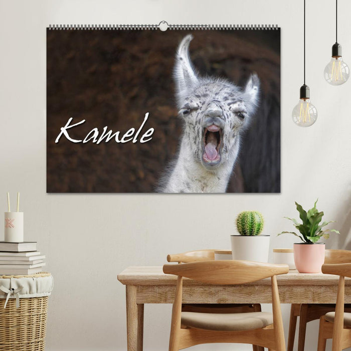 Kamele (CALVENDO Wandkalender 2024)