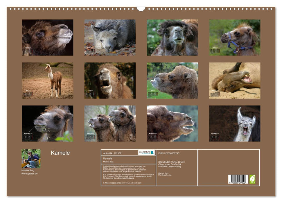 Camels (CALVENDO wall calendar 2024) 
