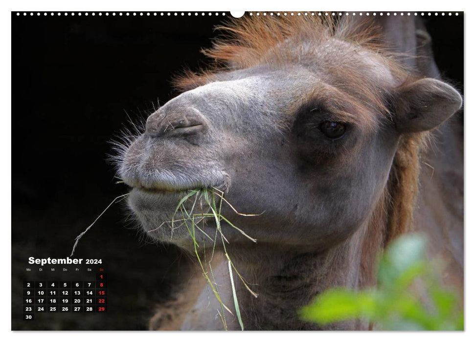 Camels (CALVENDO wall calendar 2024) 