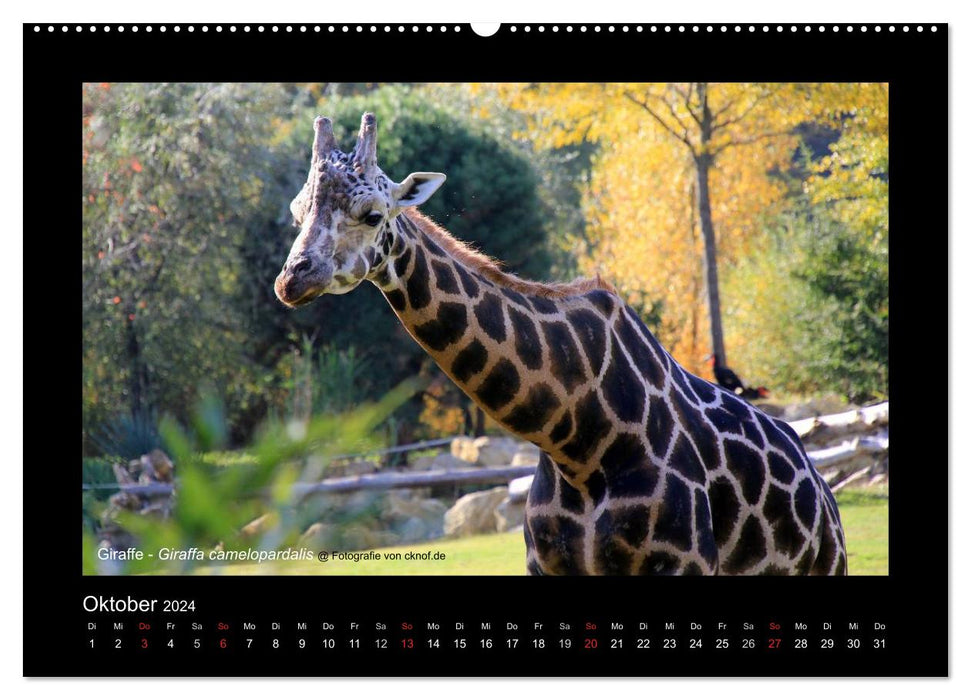 Wild animals (CALVENDO Premium wall calendar 2024) 