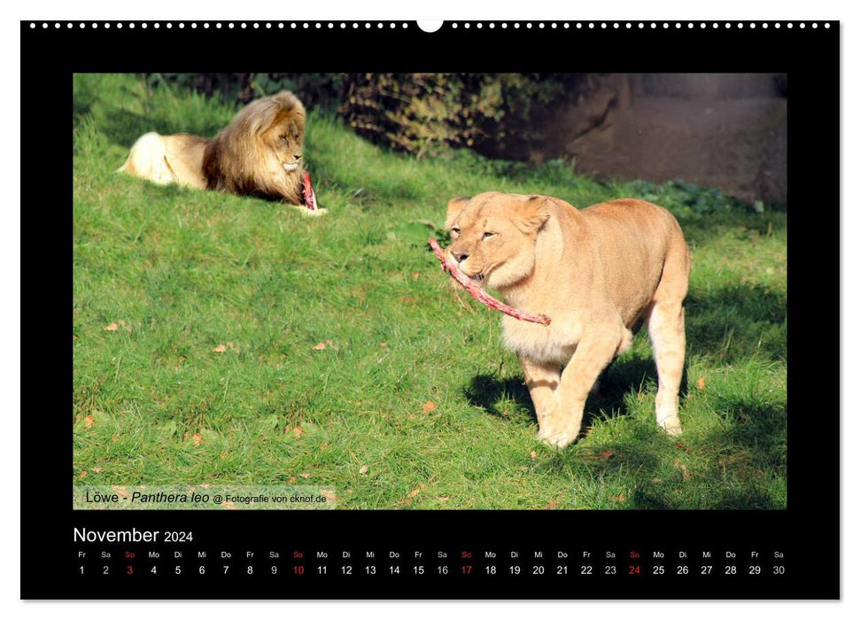 Wildtiere (CALVENDO Premium Wandkalender 2024)