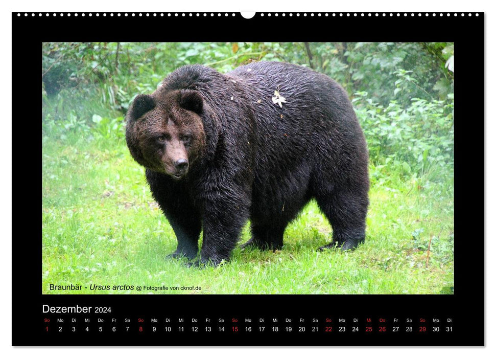 Animaux sauvages (Calendrier mural CALVENDO Premium 2024) 