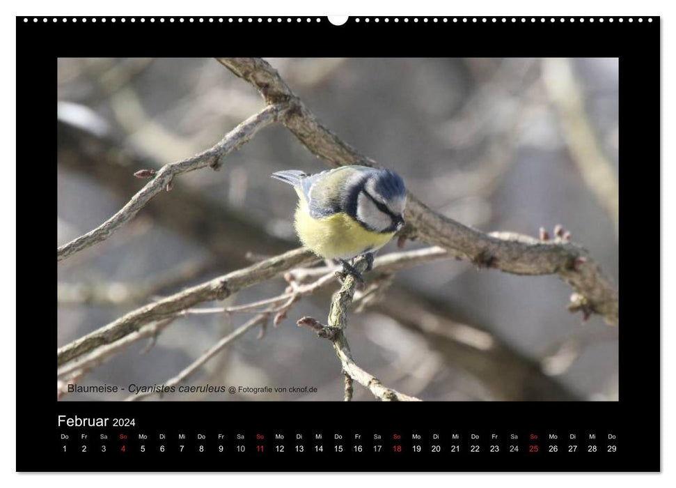 Wild animals (CALVENDO Premium wall calendar 2024) 