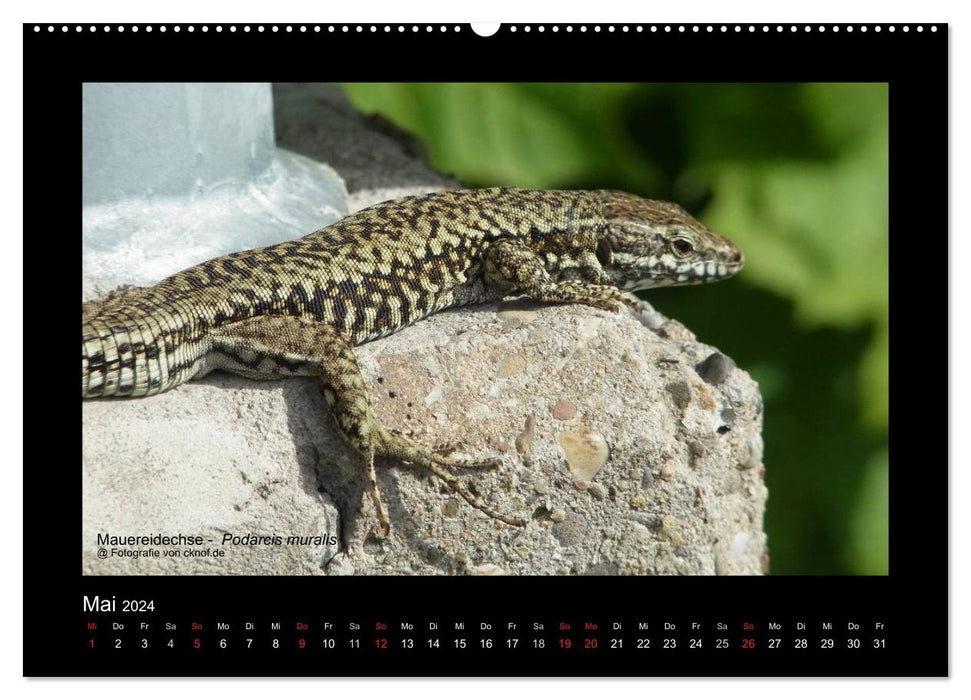 Animaux sauvages (Calendrier mural CALVENDO Premium 2024) 