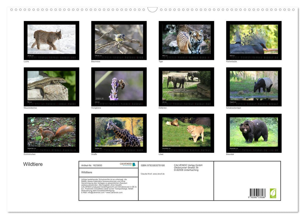 Animaux sauvages (Calendrier mural CALVENDO 2024) 