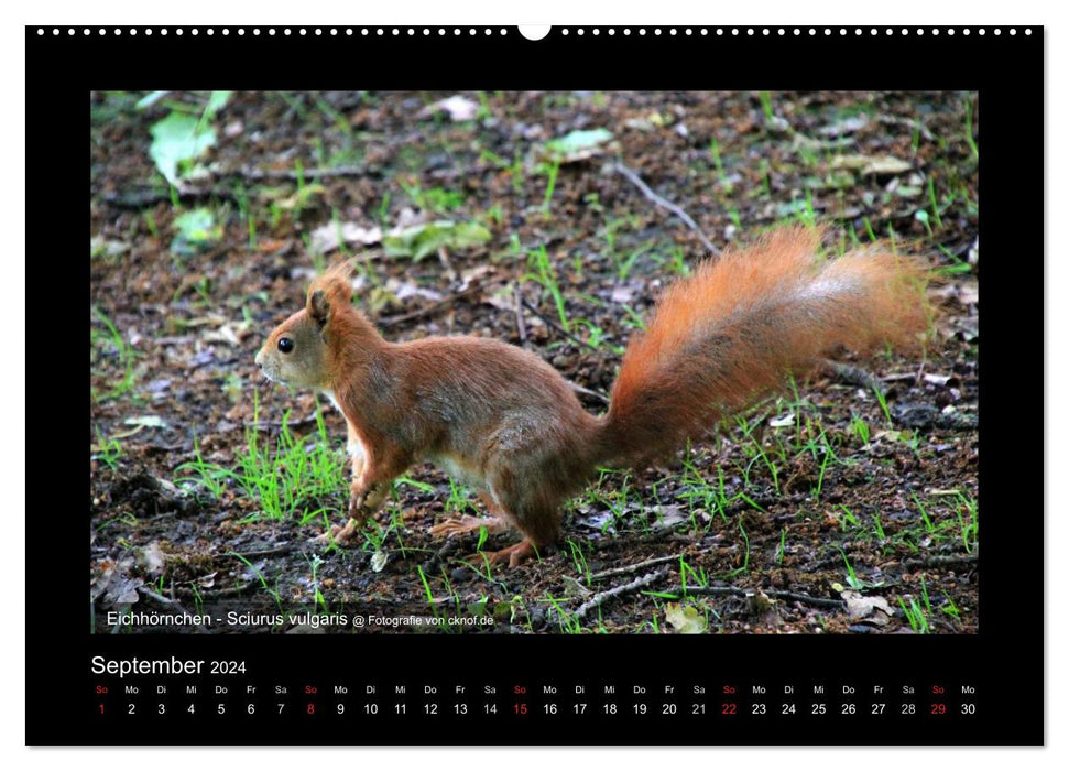Wild animals (CALVENDO wall calendar 2024) 