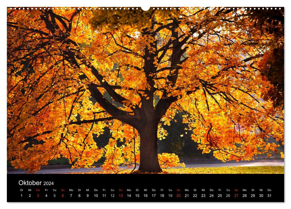 Colors of Nature (CALVENDO Premium Wall Calendar 2024) 