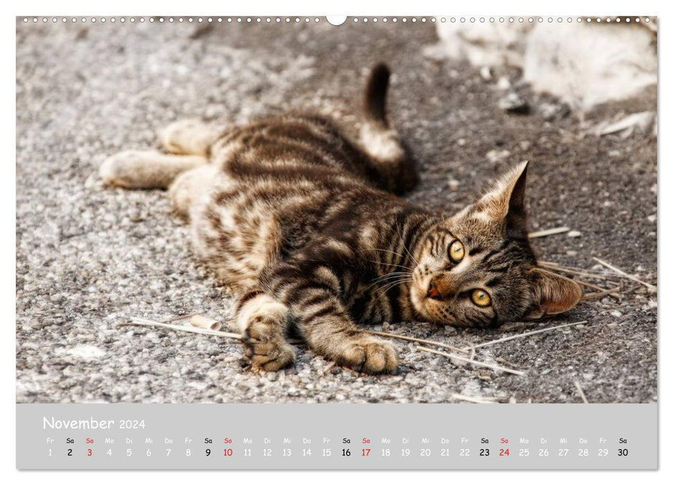 Cats of the South (CALVENDO Premium Wall Calendar 2024) 