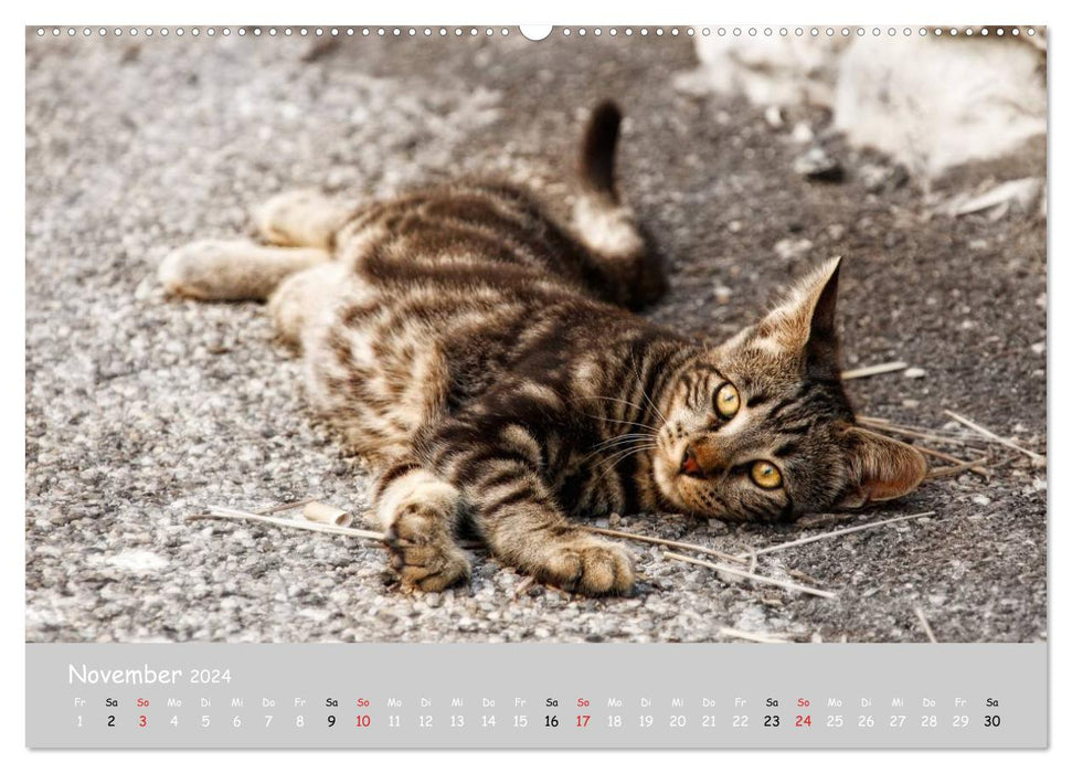 Chats du Sud (Calendrier mural CALVENDO Premium 2024) 