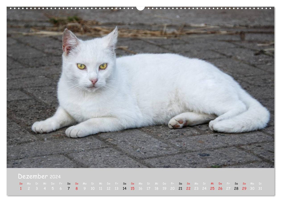 Katzen des Südens (CALVENDO Premium Wandkalender 2024)