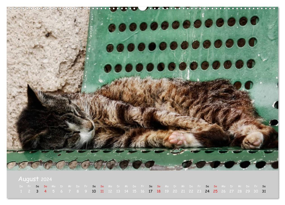 Chats du Sud (Calendrier mural CALVENDO Premium 2024) 