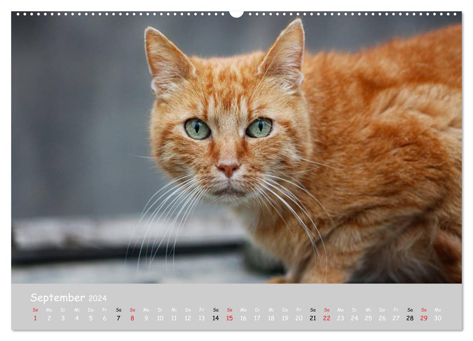 Cats of the South (CALVENDO Premium Wall Calendar 2024) 