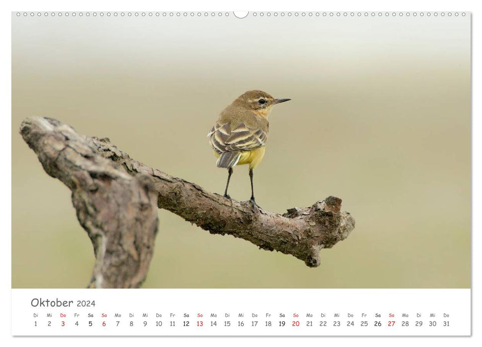 Feathered Bards - songbirds of our region (CALVENDO Premium Wall Calendar 2024) 