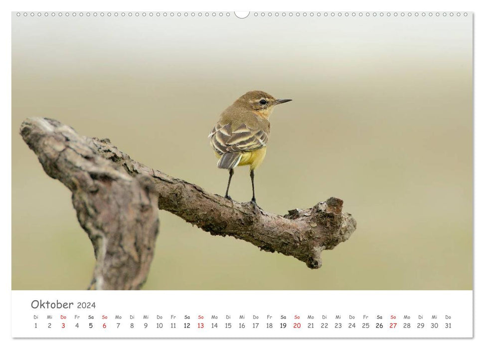 Bardes à plumes - oiseaux chanteurs de notre région (Calendrier mural CALVENDO Premium 2024) 